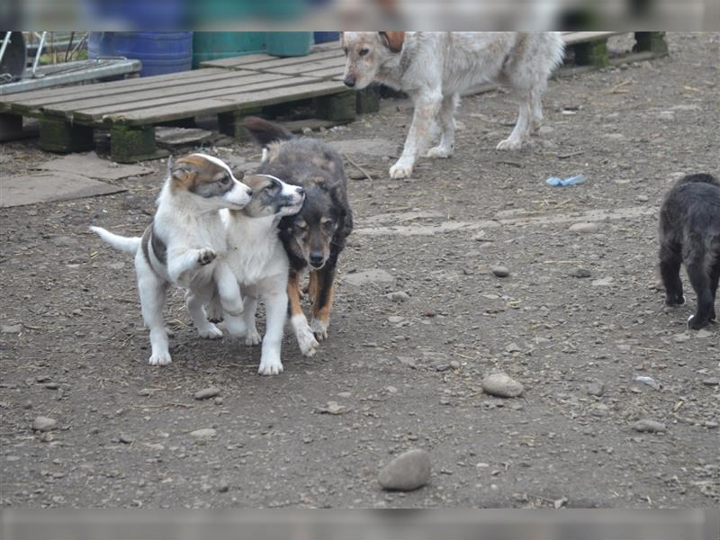 ARIMA sucht ein kuscheliges Körbchen