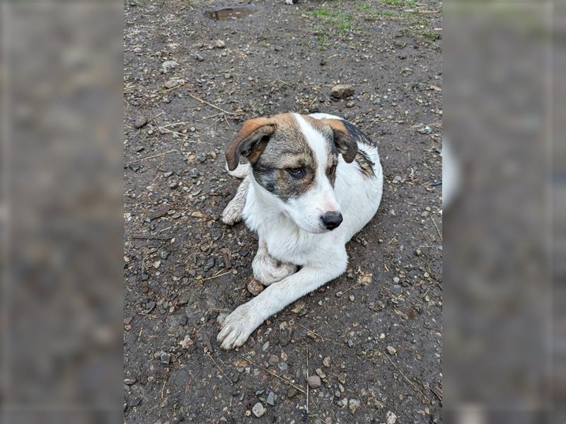 ARIMA sucht ein kuscheliges Körbchen