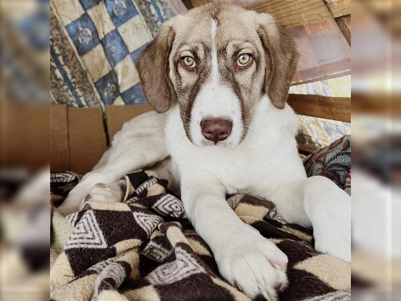 Hazel- Schäferhund-Mischling - sucht ein Zuhause