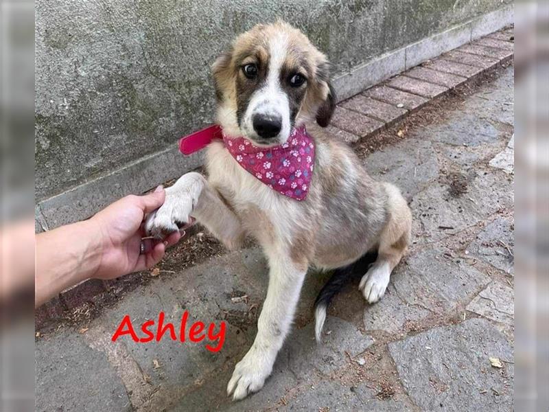 Ashley 07/2023 (GR) - verspielte und fröhliche, süße Welpin!