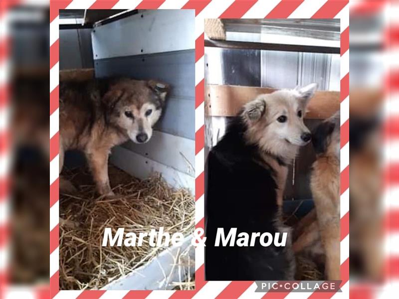Marthe & Marou suchen zusammen ein Zuhause