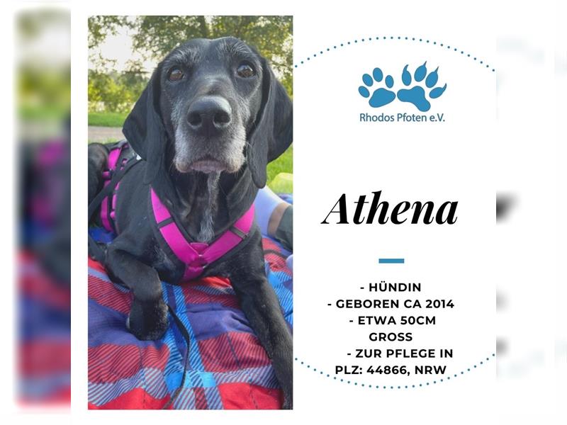 Athena sucht ihr Zuhause