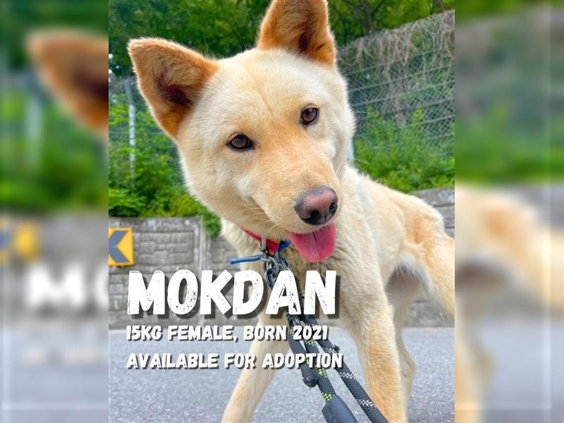 Mokdan,jindo -mix mädchen,ca 3 Jahre,sucht ein tolles Zuhause