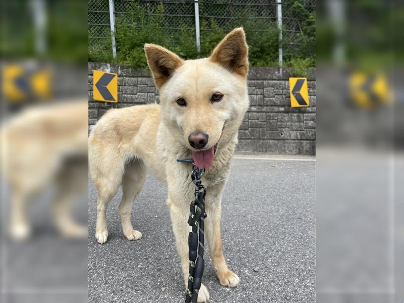 Mokdan,jindo -mix mädchen,ca 3 Jahre,sucht ein tolles Zuhause