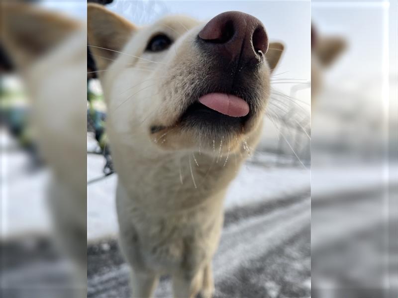 Mokdan,jindo -mix mädchen,ca 3 Jahre,sucht ein tolles Zuhause