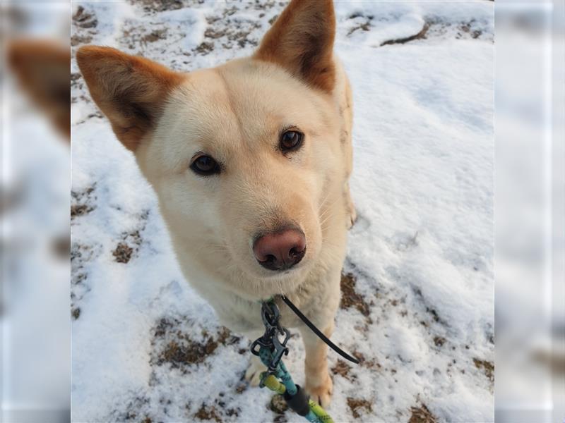 Mokdan,jindo -mix mädchen,ca 3 Jahre,sucht ein tolles Zuhause