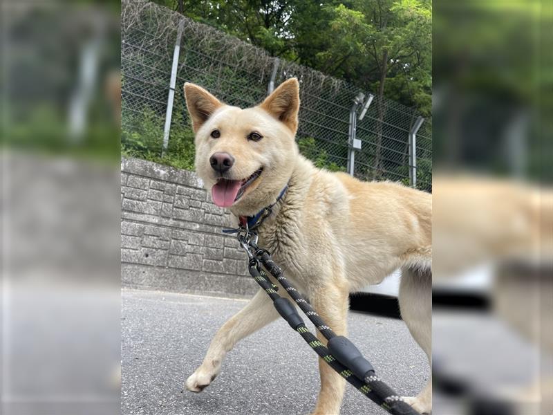 Mokdan,jindo -mix mädchen,ca 3 Jahre,sucht ein tolles Zuhause