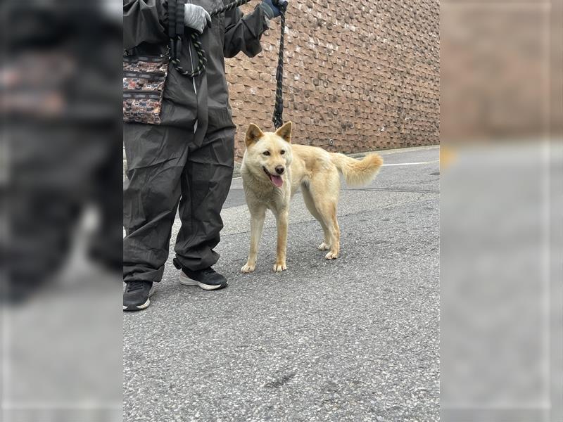 Mokdan,jindo -mix mädchen,ca 3 Jahre,sucht ein tolles Zuhause