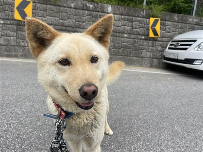 Mokdan,jindo -mix mädchen,ca 3 Jahre,sucht ein tolles Zuhause