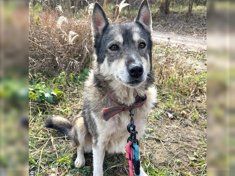 kiera,husky-mix-Hündin,4 Jare alt ,gut verträglich mit Artgenossen,sucht ein Zuhause