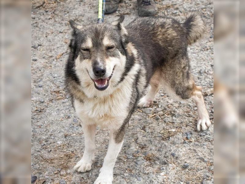 kiera,husky-mix-Hündin,4 Jare alt ,gut verträglich mit Artgenossen,sucht ein Zuhause