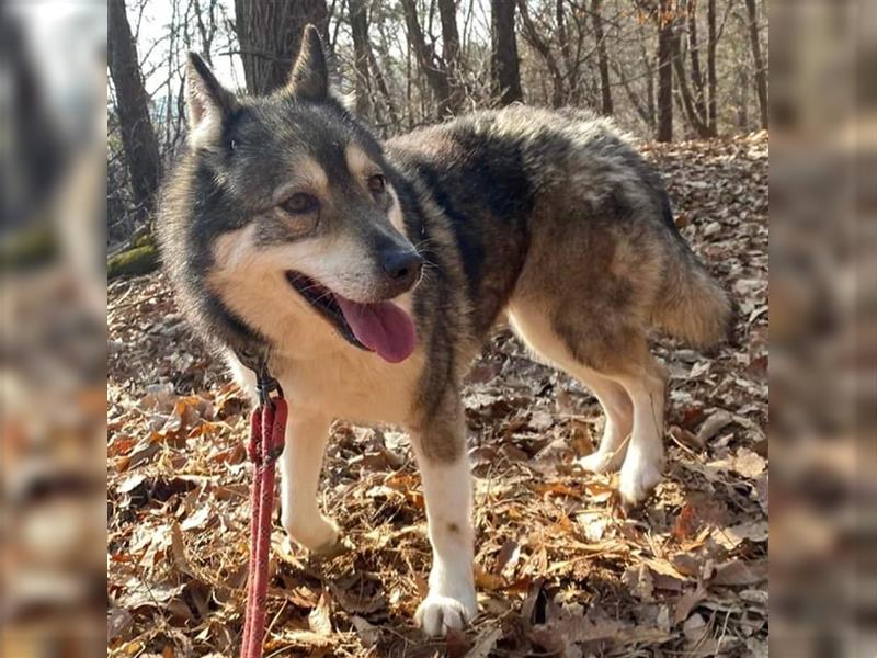 kiera,husky-mix-Hündin,4 Jare alt ,gut verträglich mit Artgenossen,sucht ein Zuhause