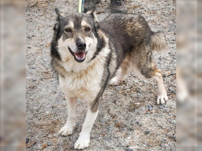 kiera,husky-mix-Hündin,4 Jare alt ,gut verträglich mit Artgenossen,sucht ein Zuhause