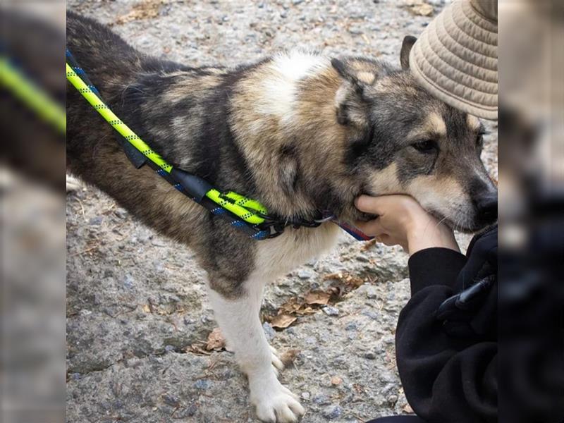 kiera,husky-mix-Hündin,4 Jare alt ,gut verträglich mit Artgenossen,sucht ein Zuhause