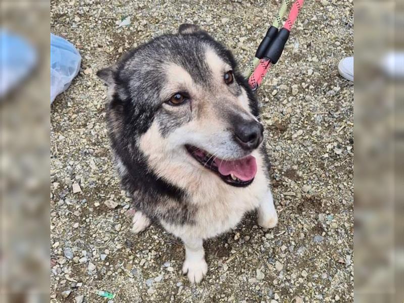 kiera,husky-mix-Hündin,4 Jare alt ,gut verträglich mit Artgenossen,sucht ein Zuhause