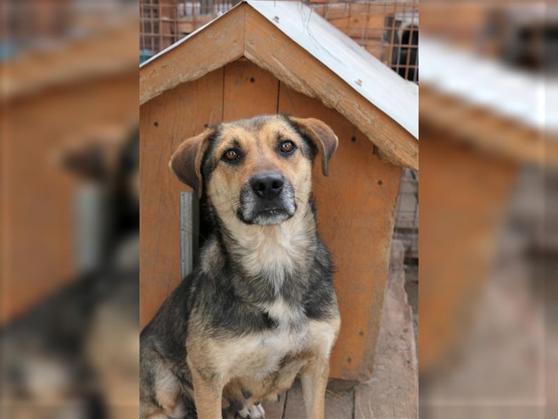 Tierschutzhündin Inoa sucht ihr für-immer-zu-Hause