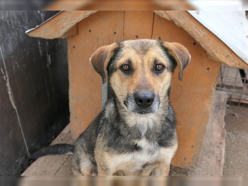 Tierschutzhündin Inoa sucht ihr für-immer-zu-Hause