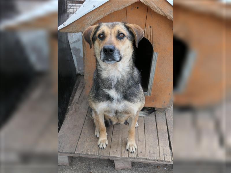 Tierschutzhündin Inoa sucht ihr für-immer-zu-Hause