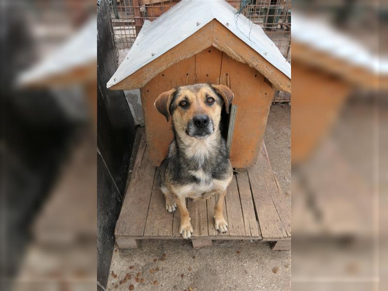 Tierschutzhündin Inoa sucht ihr für-immer-zu-Hause