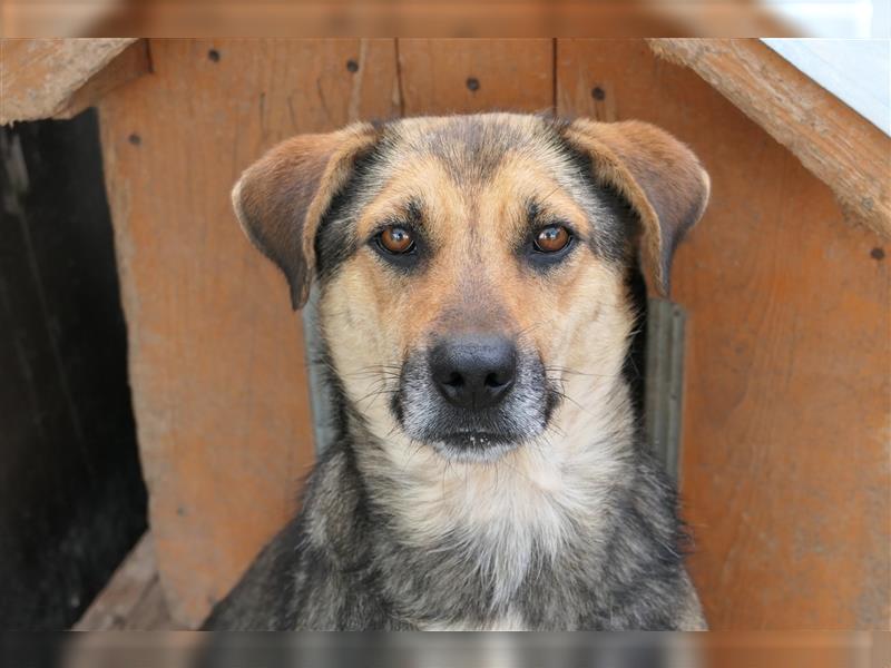 Tierschutzhündin Inoa sucht ihr für-immer-zu-Hause