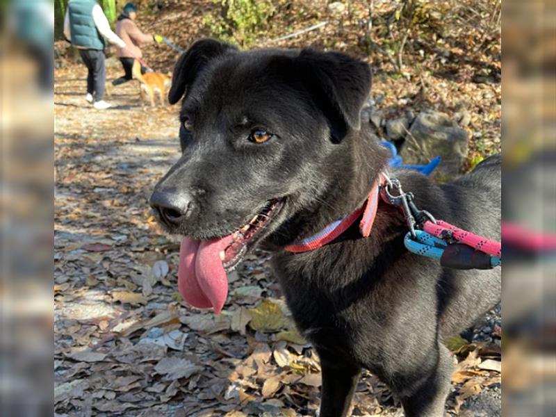 Holly,entzückendes Labrador-Mix-Mädchen,3 Jahre alt,sucht schönes Zuhause