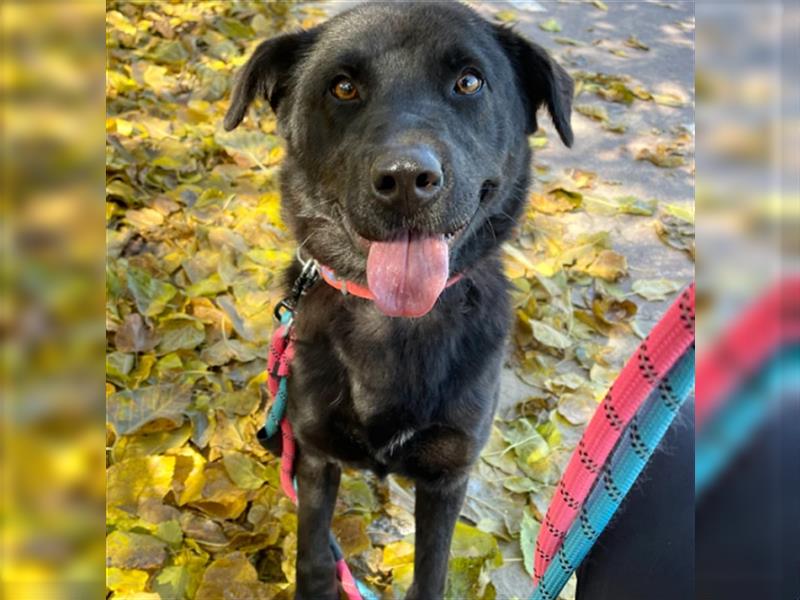 Holly,entzückendes Labrador-Mix-Mädchen,3 Jahre alt,sucht schönes Zuhause