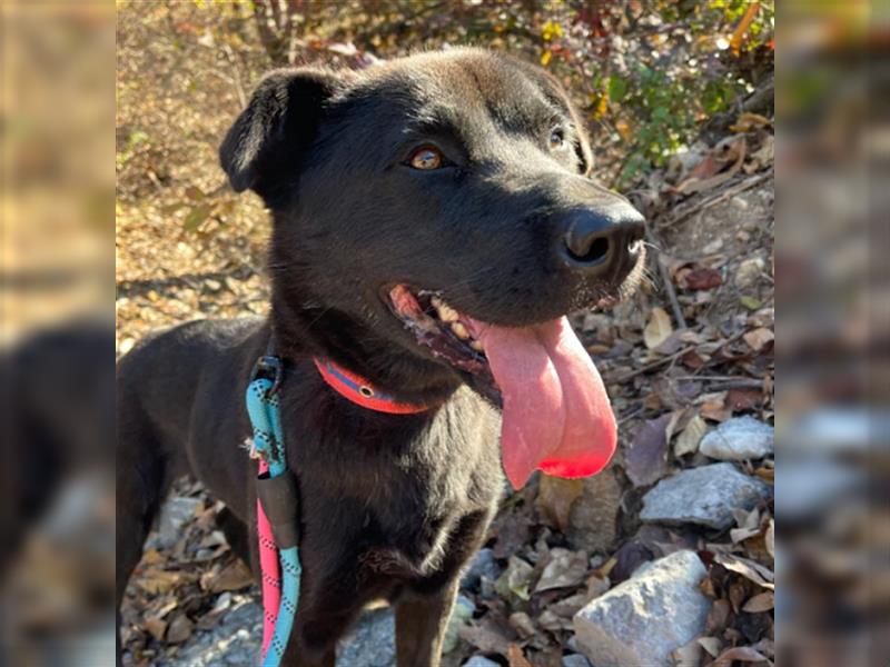 Holly,entzückendes Labrador-Mix-Mädchen,3 Jahre alt,sucht schönes Zuhause