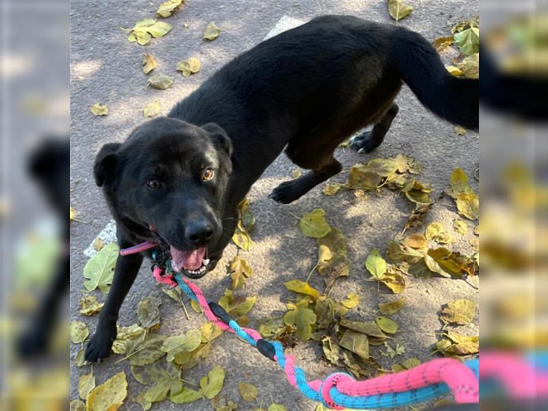 Holly,entzückendes Labrador-Mix-Mädchen,3 Jahre alt,sucht schönes Zuhause