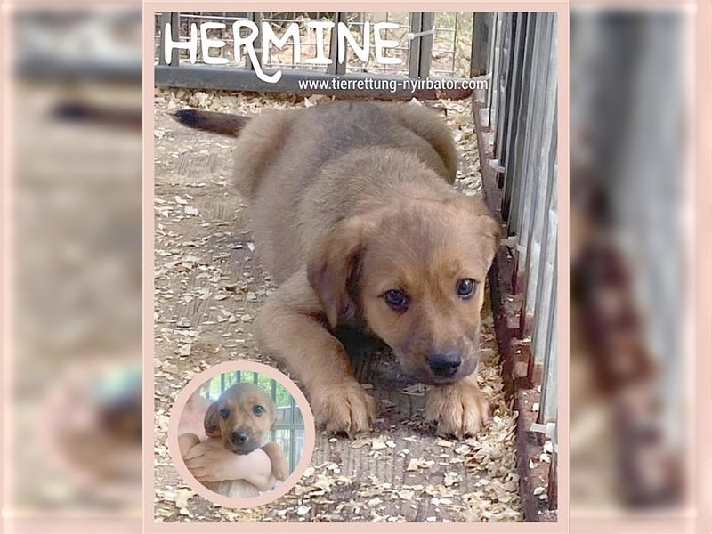 HERMINE, zuckersüsse Hummel, der ideale Familienhund