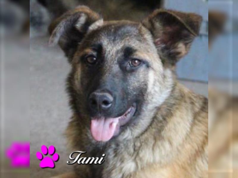 Tami - Hundeteenager sucht Freunde fürs Leben