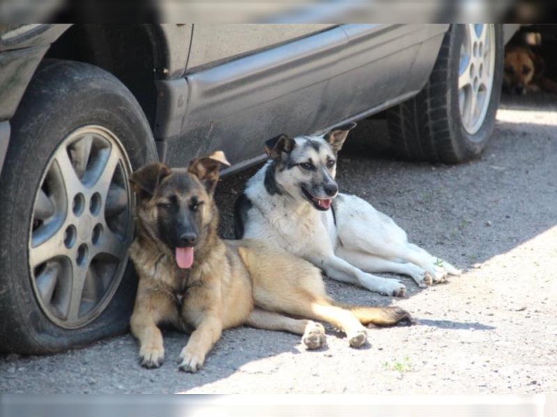 Tami - Hundeteenager sucht Freunde fürs Leben