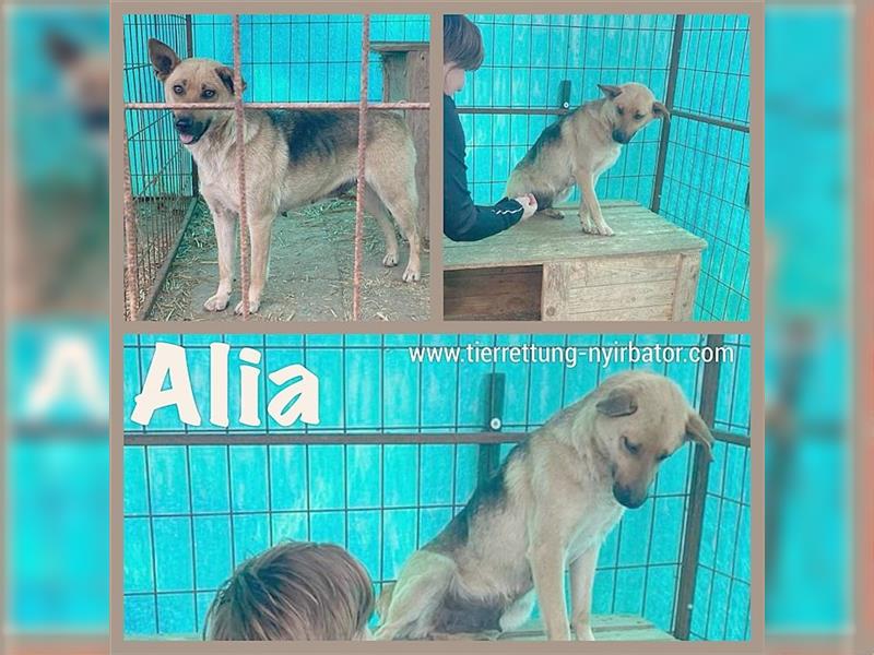 ALIA, hübsche Hundedame sucht ein Zuhause