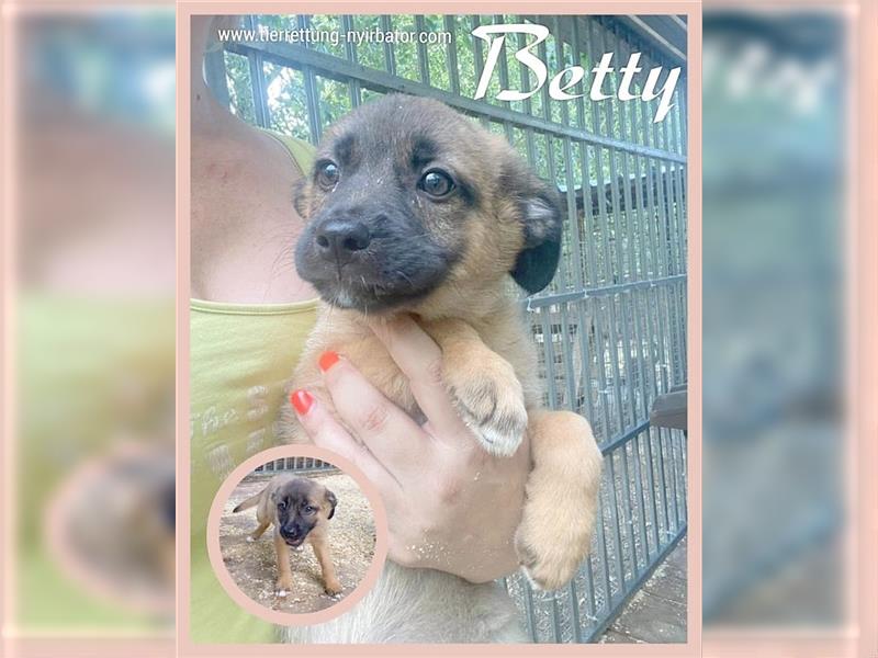 Betty, zuckersüsse Hummel, der ideale Familienhund