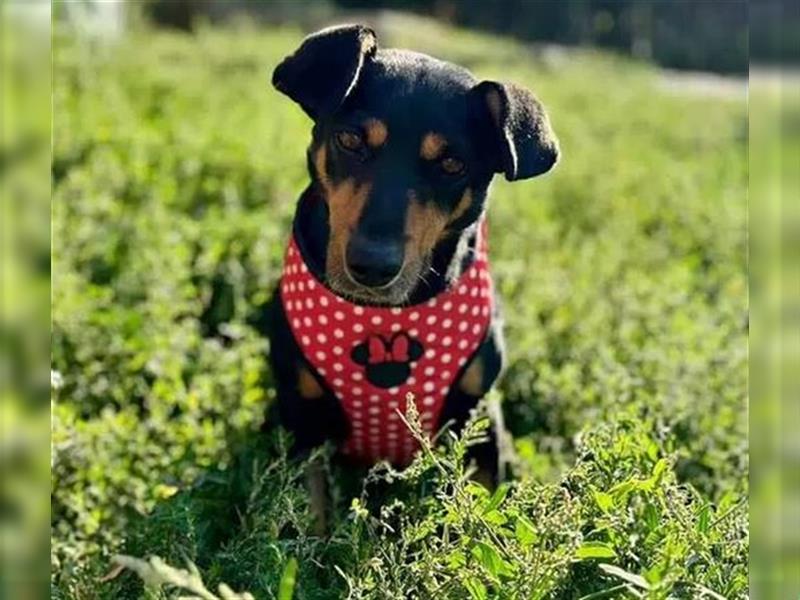 Minnie - ruhige, zurückhaltende, freundliche Deutscher Pinscher Hündin / z.Zt. noch in Rumänien