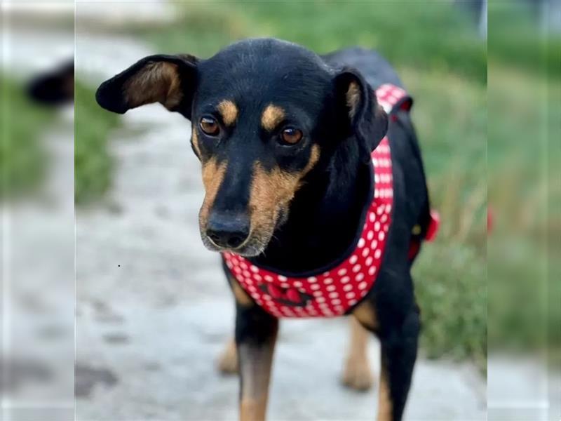 Minnie - ruhige, zurückhaltende, freundliche Deutscher Pinscher Hündin / z.Zt. noch in Rumänien