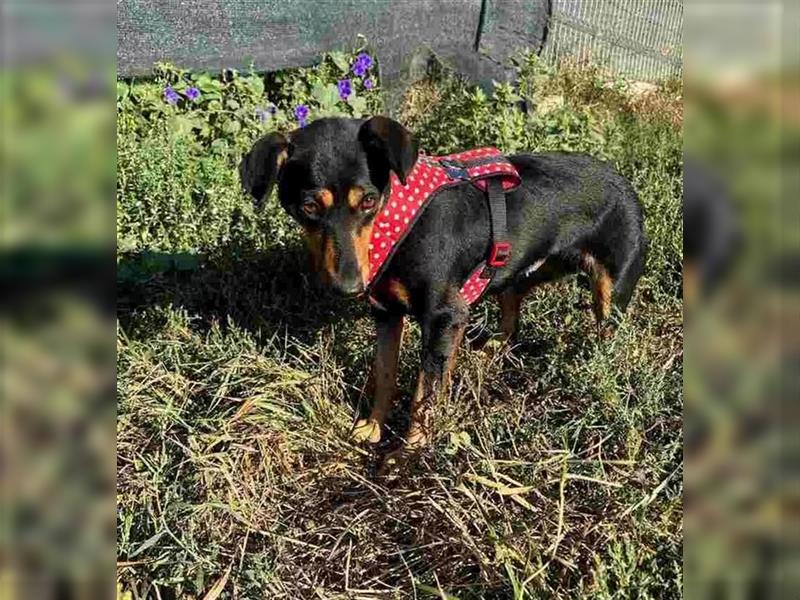 Minnie - ruhige, zurückhaltende, freundliche Deutscher Pinscher Hündin / z.Zt. noch in Rumänien