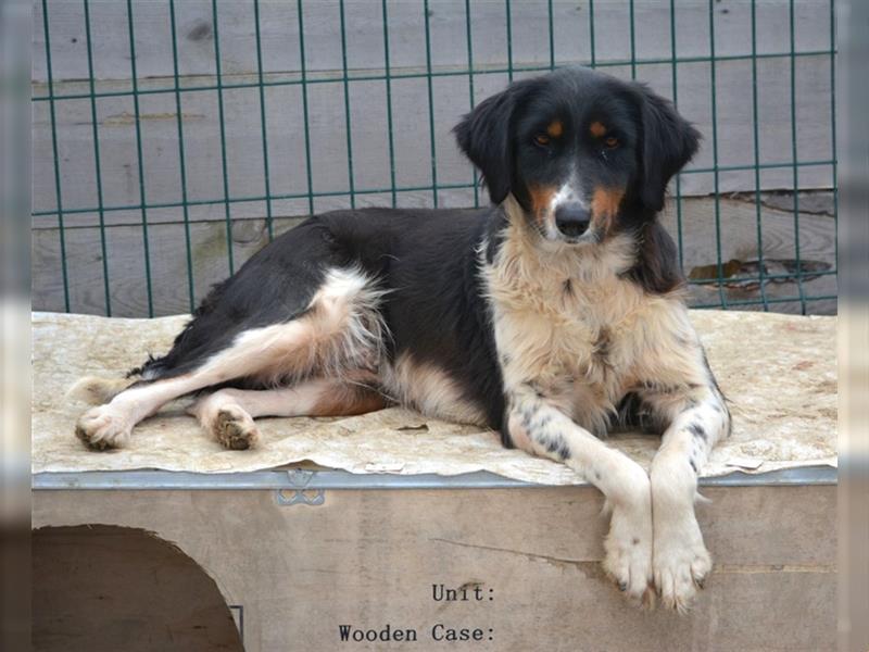 „Kaya“, wunderschöne und sanfte Hündin; gut verträglich, ruhig, ca. 1 Jahr alt