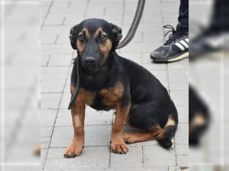 Kleine, noch zurückhaltende Hündin „Gerti“, ca. 2023 geboren, sucht ein liebes Zuhause