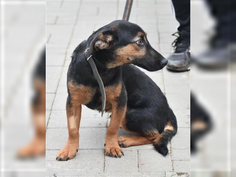 Kleine, noch zurückhaltende Hündin „Gerti“, ca. 2023 geboren, sucht ein liebes Zuhause