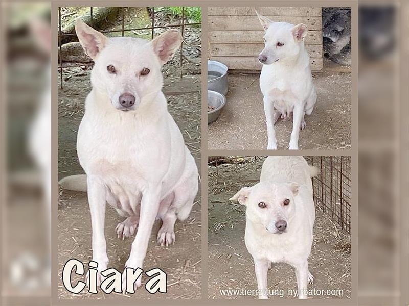 CIARA, bildbübsches Hundemädl