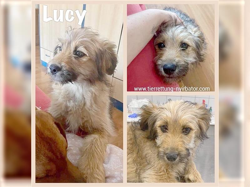 LUCY,der ideale Familienhund. Mag Kinder und Katzen