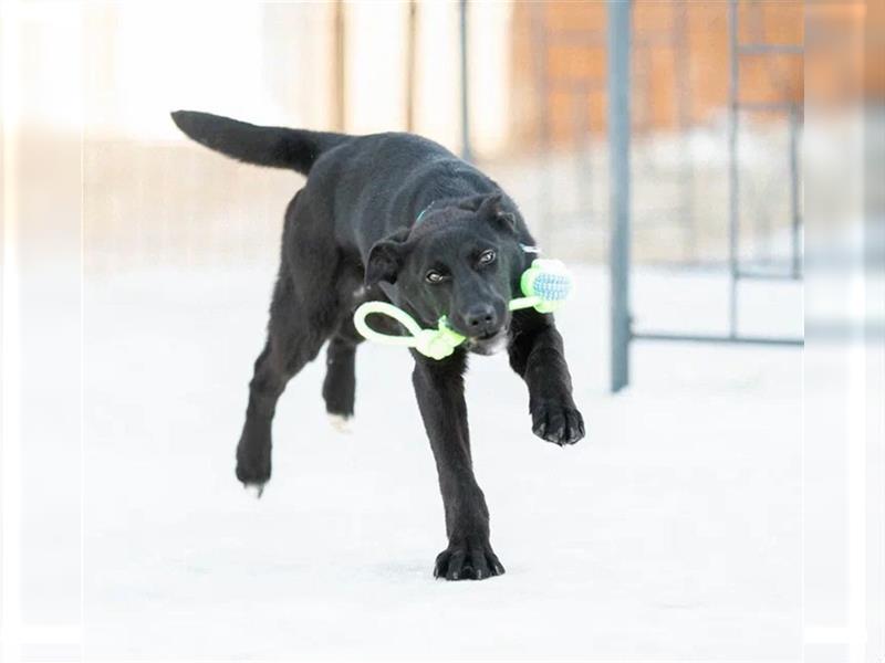 Motivierte und junge Hündin Phoebe (2.5 J) sucht nach ihrem eigenen Körbchen  (Augsburg) - Mischlingshündin bis 50cm (Tierschutz) 