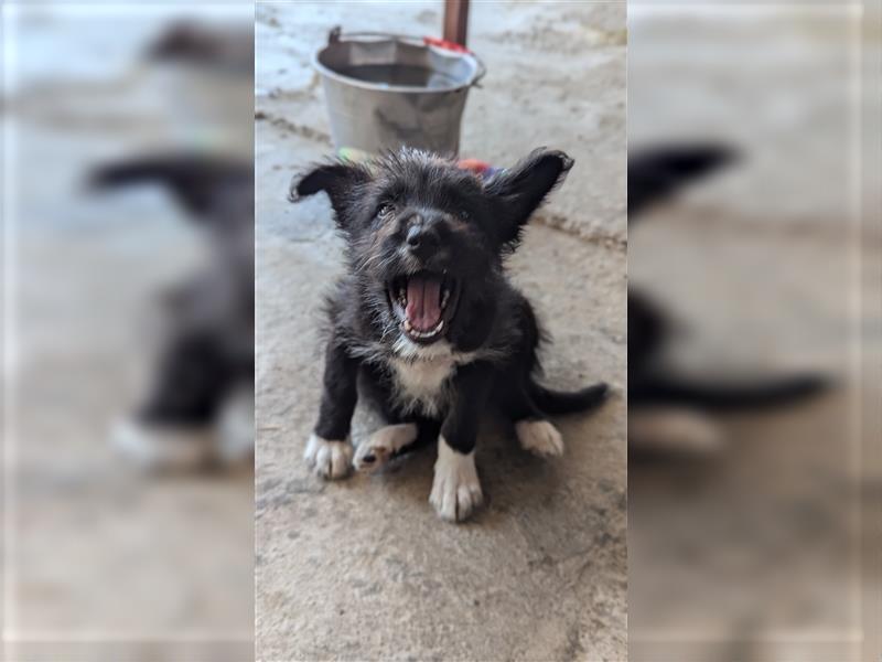 Kleine Phoebe, 3 Monate, sucht ihre Kuschelmenschen