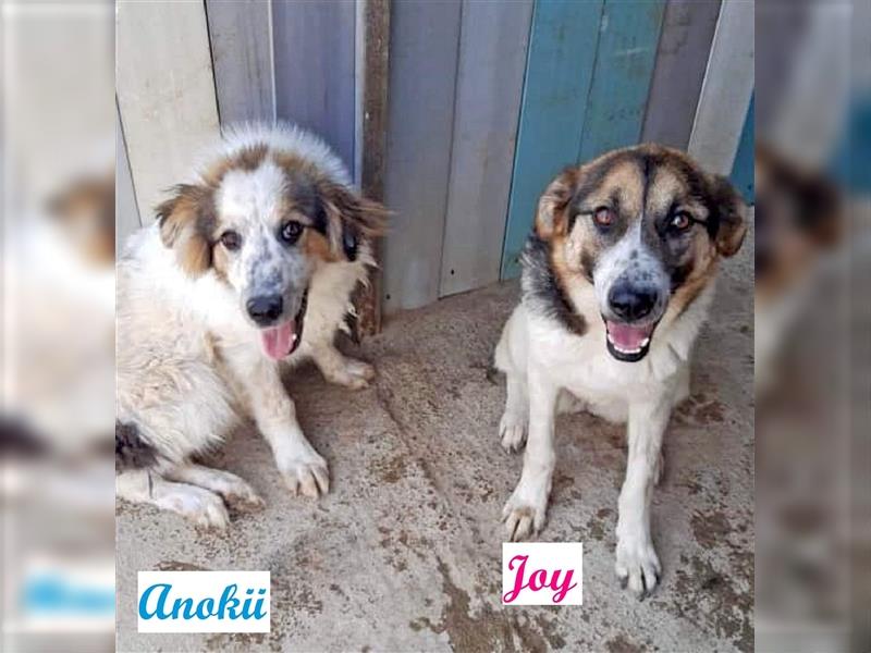 Joy & Anokii suchen zusammen ein Zuhause