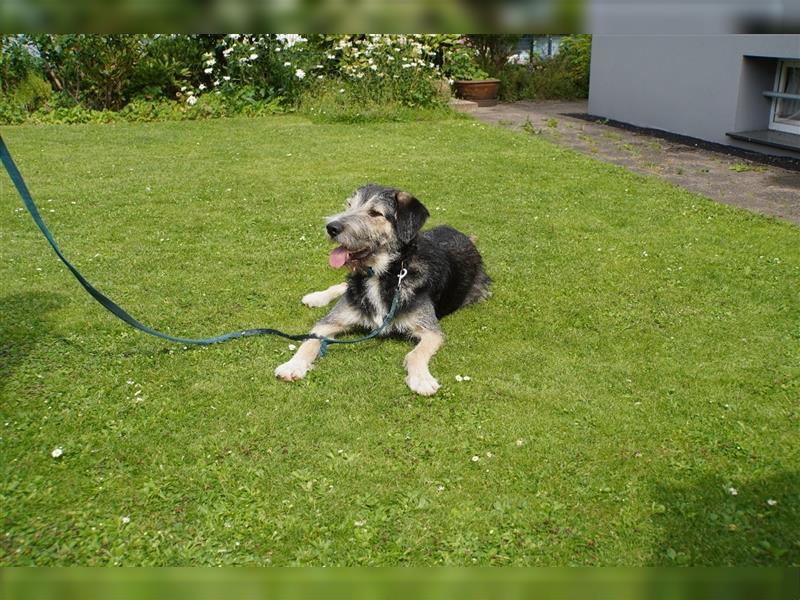 Jungspund Joshi, 1 Jahr, ungeschliffener Rohdiamant