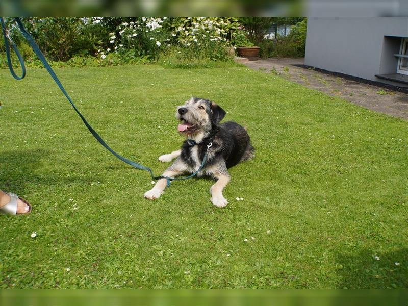 Jungspund Joshi, 1 Jahr, ungeschliffener Rohdiamant