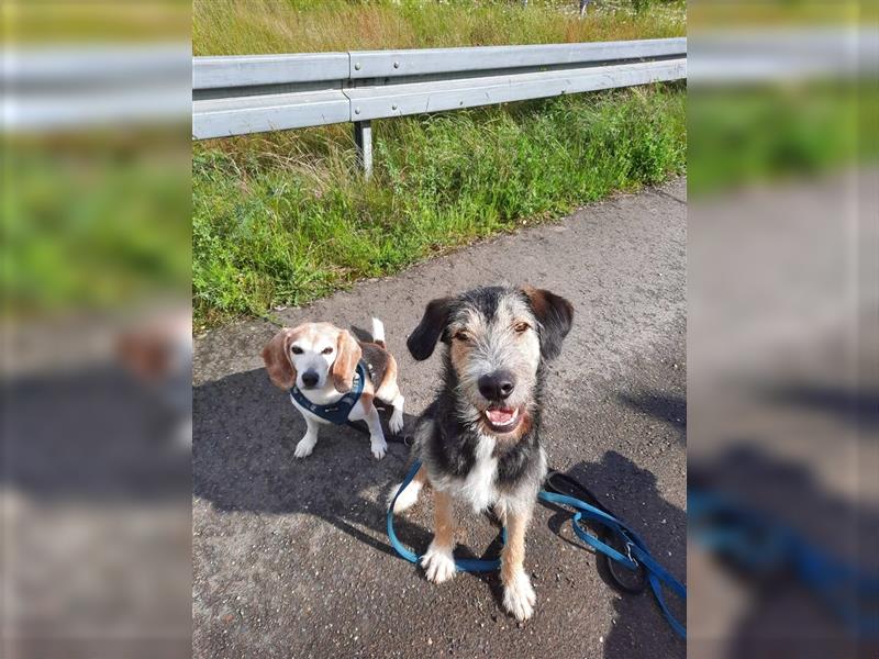 Jungspund Joshi, 1 Jahr, ungeschliffener Rohdiamant