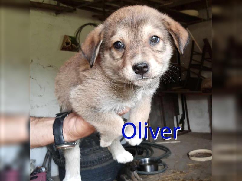 OLIVER ❤ sucht Zuhause oder Pflegestelle