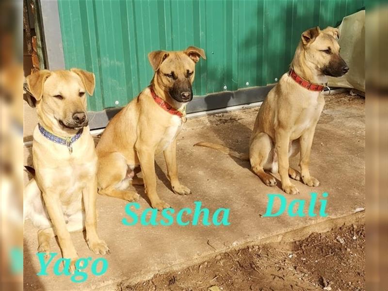 SASCHA, DALI und YAGO