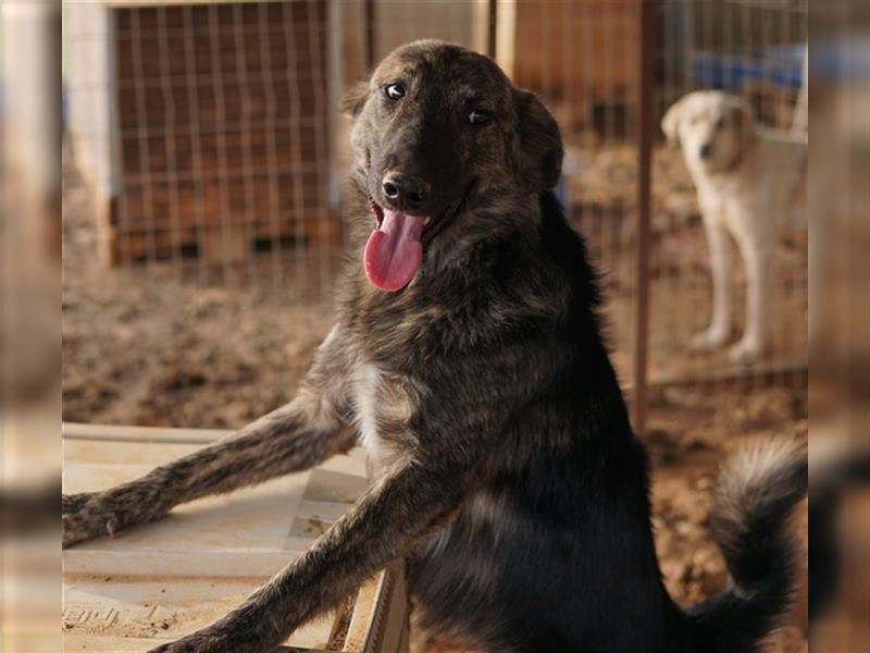 Urius, geb. ca. 06/2022, lebt in GRIECHENLAND, auf einem Gelände, auf dem die Hunde notdürftig verso